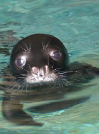 Εθνικό Θαλάσσιο Πάρκο Αλοννήσου Βορείων Σποράδων