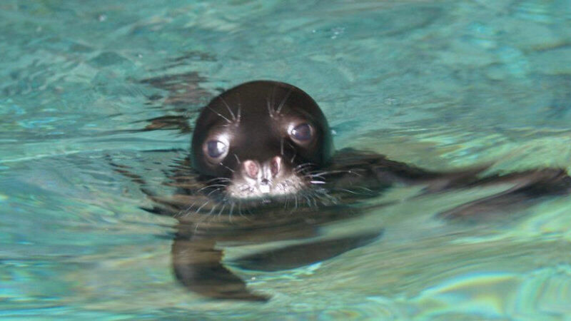 Εθνικό Θαλάσσιο Πάρκο Αλοννήσου Βορείων Σποράδων
